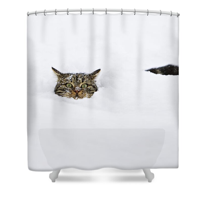 Mp Shower Curtain featuring the photograph Domestic Cat Felis Catus In Deep Snow by Konrad Wothe