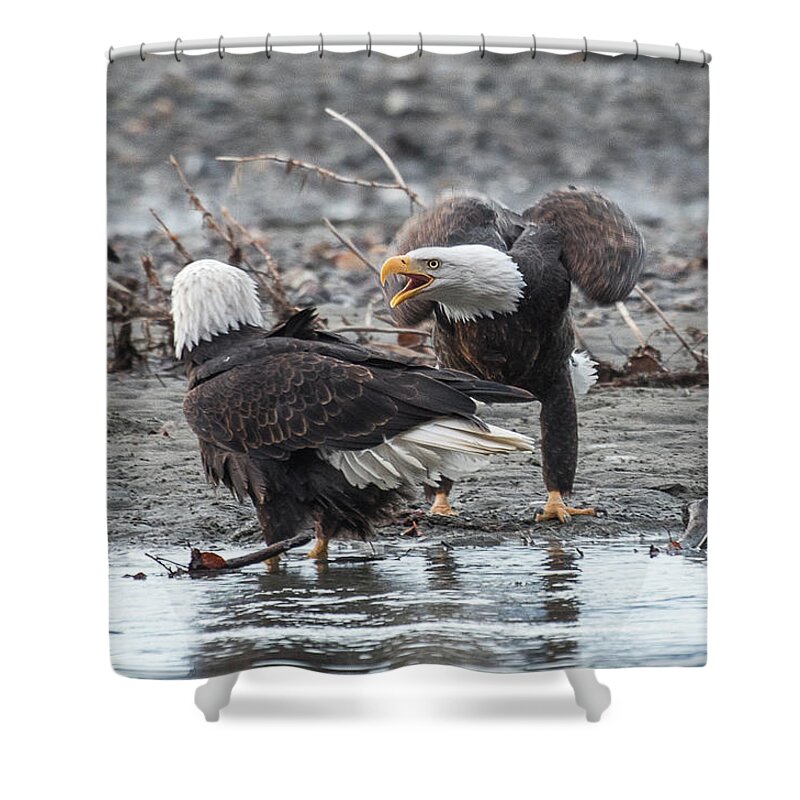 Bald Eagle Shower Curtain featuring the photograph Domestic Dispute by David Kirby