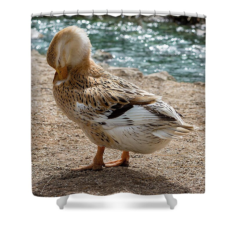 Duck Shower Curtain featuring the photograph Domestic Duck by Douglas Killourie
