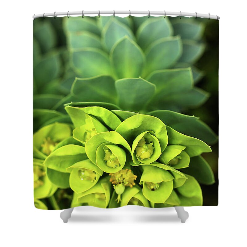 Euphorbia Shower Curtain featuring the photograph Donkey Tail by Debbie Oppermann