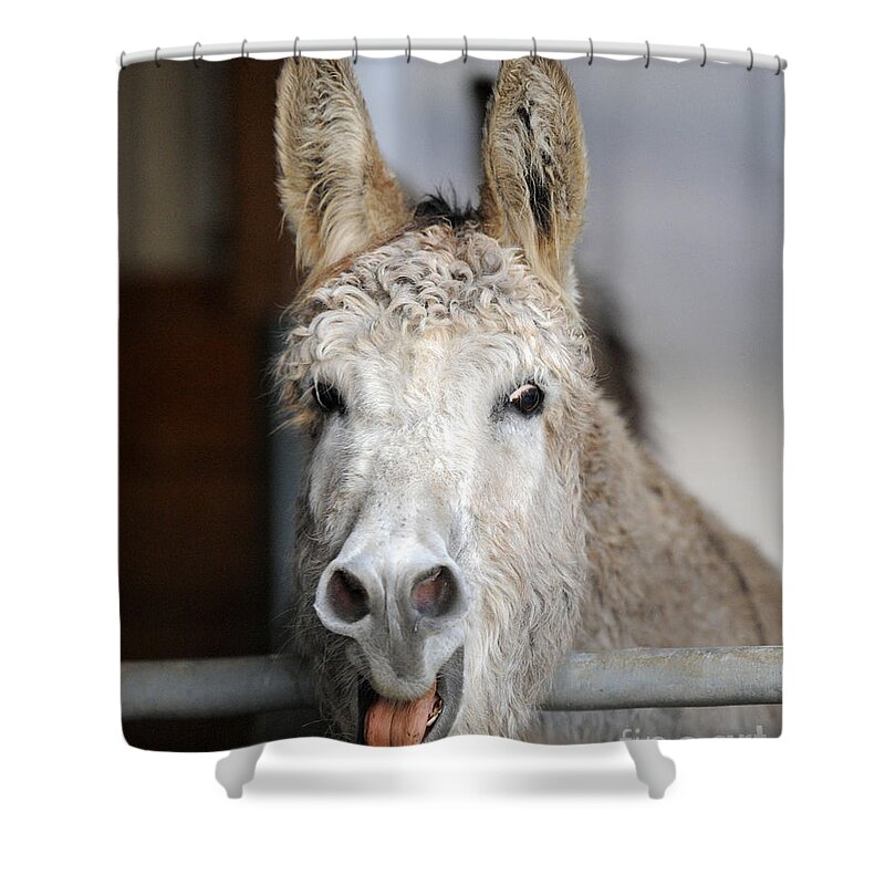 Donkeys Shower Curtain featuring the photograph Donkeys #1185 by Carien Schippers