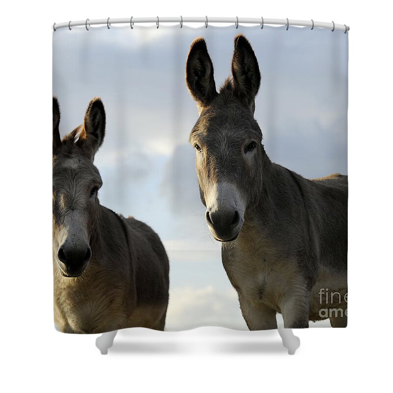 Donkeys Shower Curtain featuring the photograph Donkeys #599 by Carien Schippers