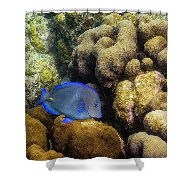 Ocean Shower Curtain featuring the photograph Dori's Cousin by Lynne Browne