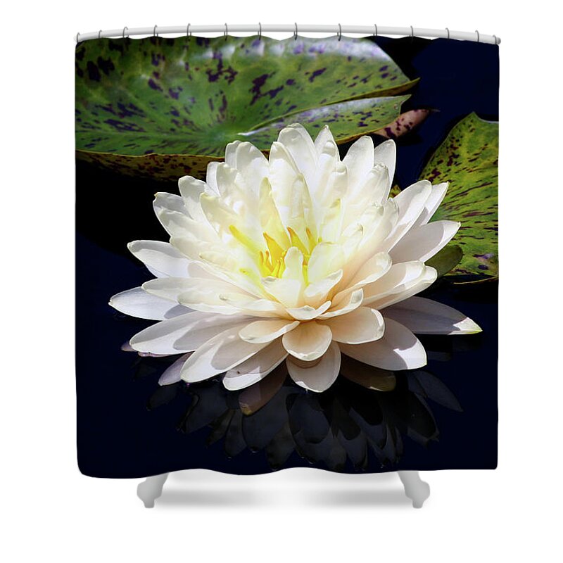 Dotty Shower Curtain featuring the photograph Dotty White Lotus and Lily Pads 0030 DLW_H_2 by Steven Ward
