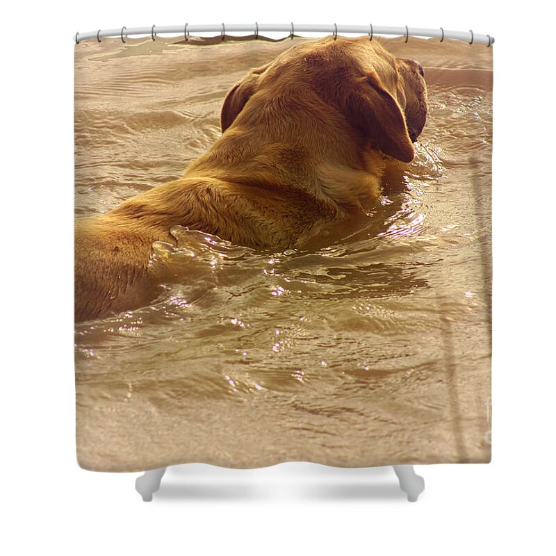Labrador Retriever Shower Curtain featuring the photograph Double Coat by Cassandra Buckley
