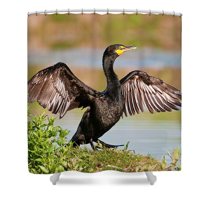 Wildlife Shower Curtain featuring the photograph Double-Crested Cormorant by Gary Lengyel