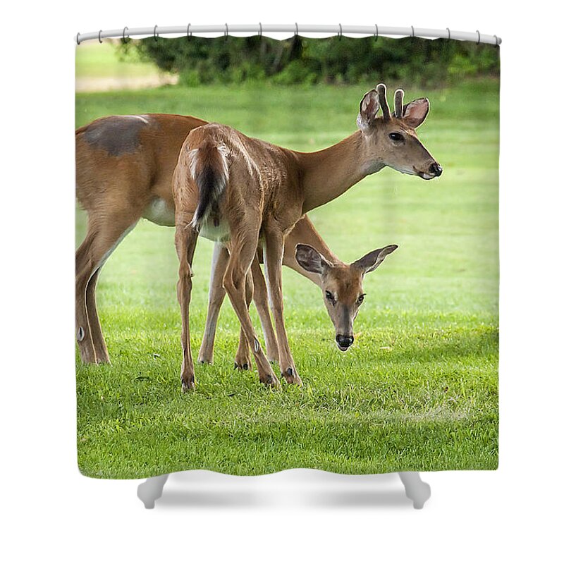 Deer Shower Curtain featuring the photograph Double Deer by Cathy Kovarik