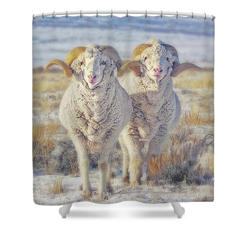 Sheep Shower Curtain featuring the photograph Double the Ram Power by Amanda Smith