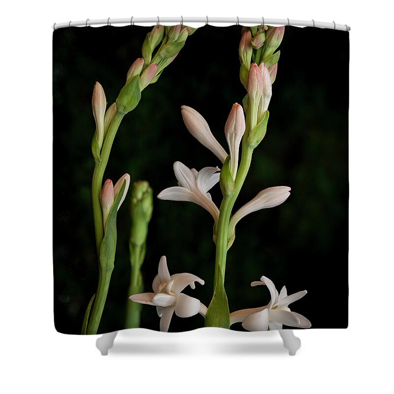 Tuberose Shower Curtain featuring the photograph Double Tuberose in Bloom #2 by John A Rodriguez