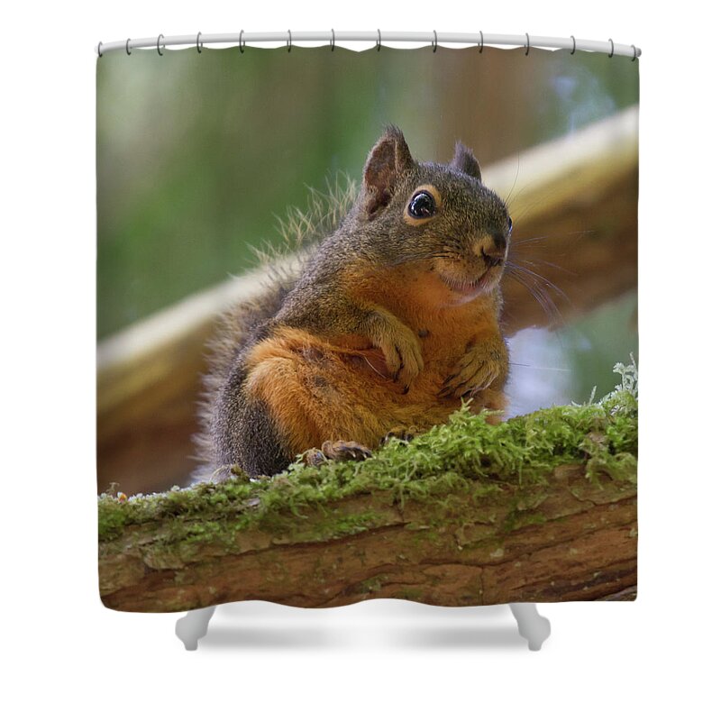 Squirrel Shower Curtain featuring the photograph Douglas Squirrel by Paul Rebmann