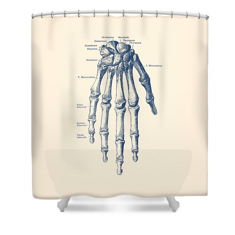 Skeleton Hand Shower Curtain featuring the drawing Down Facing Hand Skeletal Diagram - Anatomy Print by Vintage Anatomy Prints