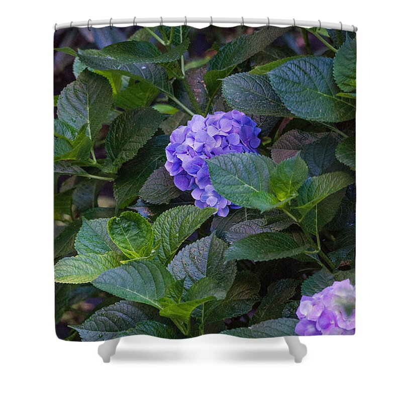 All Brothers Cafe Shower Curtain featuring the photograph Down the Hill by Joseph Yarbrough