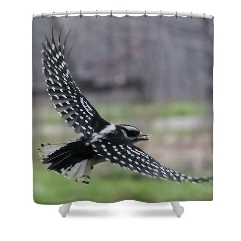 Jan Shower Curtain featuring the photograph Downy Woodpecker in Flight by Holden The Moment