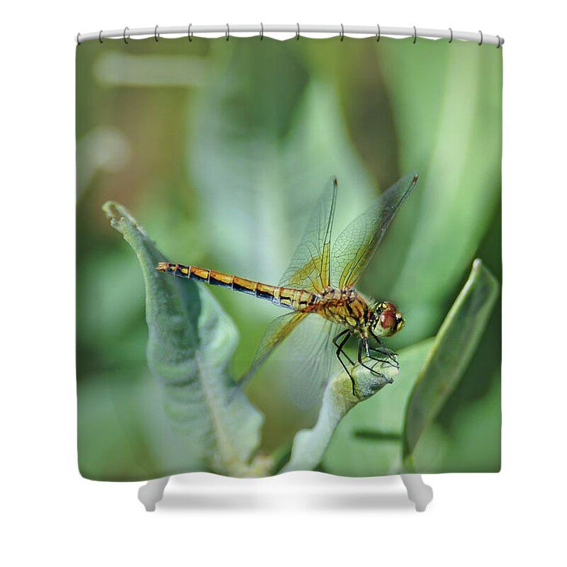 Insect Shower Curtain featuring the photograph Dragon Fly 1 by Rick Mosher