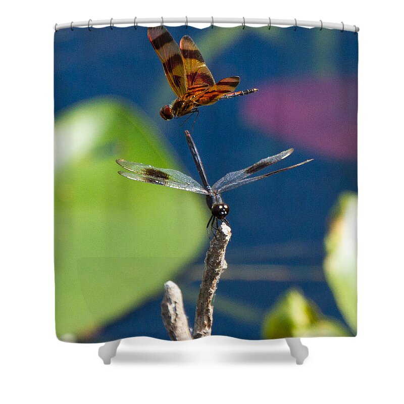 Dragon Fly Shower Curtain featuring the photograph Dragon Fly 195 by Michael Fryd