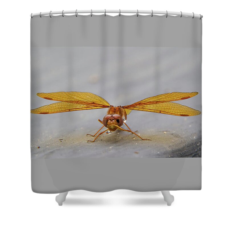 Insect Shower Curtain featuring the photograph Dragon Fly Hanging Around by Darryl Hendricks