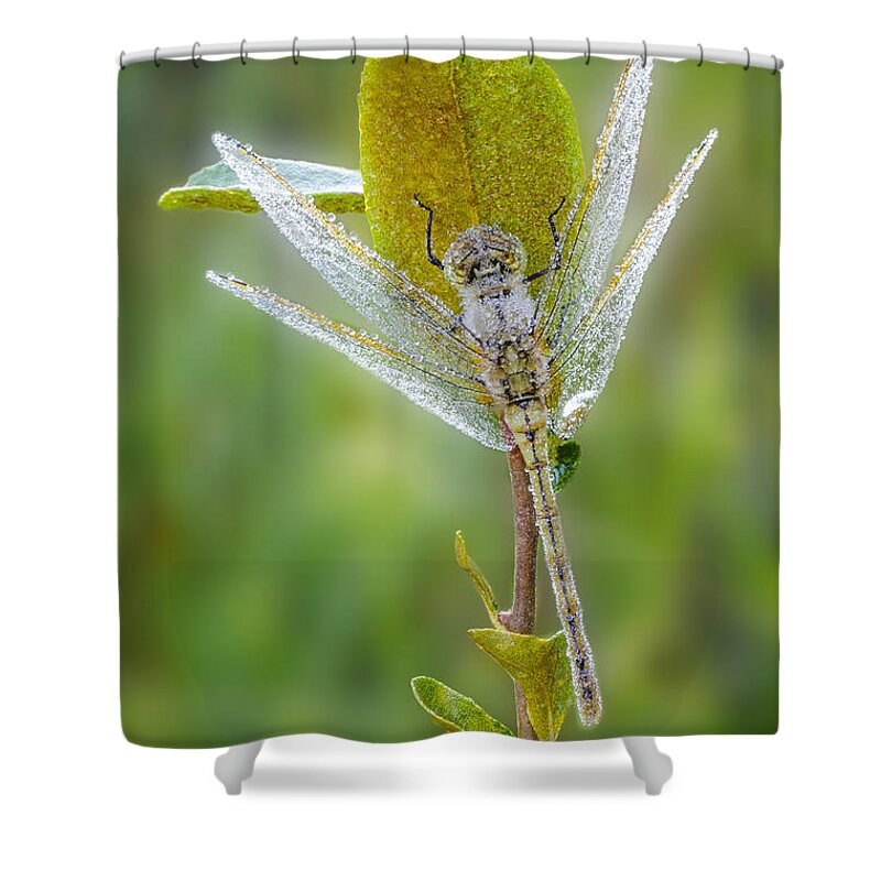 Dragon Fly Shower Curtain featuring the photograph Dragon Fly in the Dew by Peg Runyan