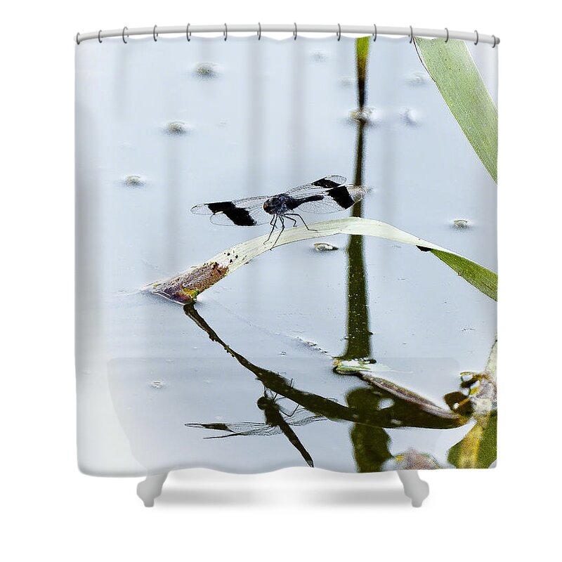 Insects Shower Curtain featuring the photograph Dragon fly by Patrick Kain