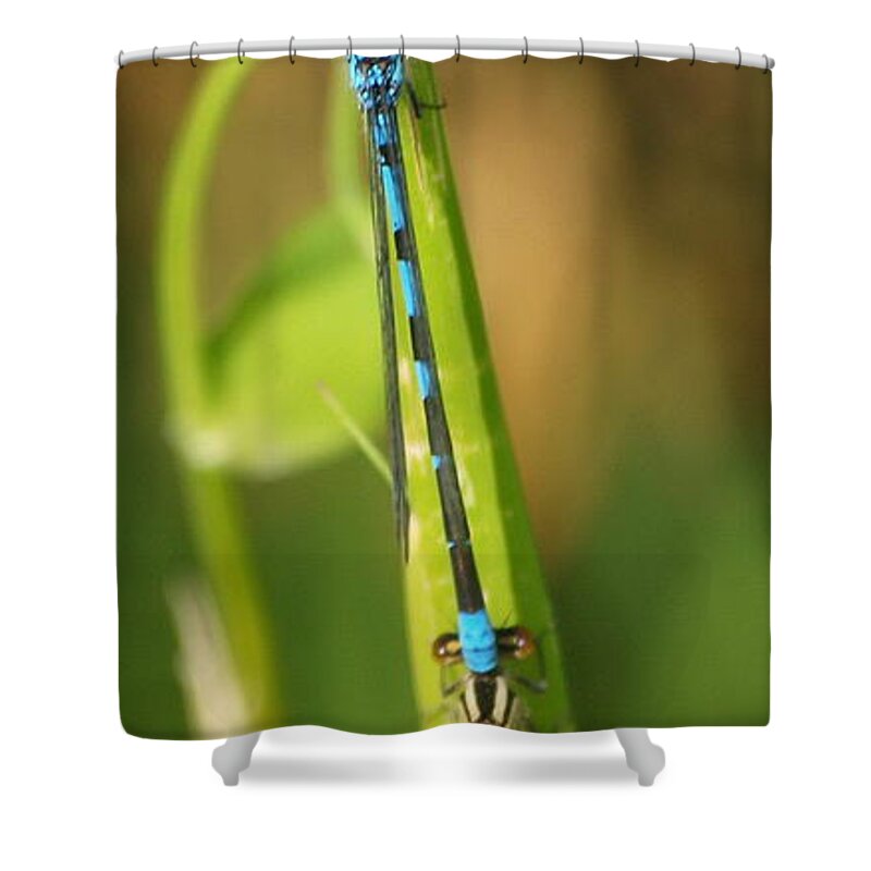 Dragonfly Shower Curtain featuring the photograph Dragonfly 15 by Vivian Martin