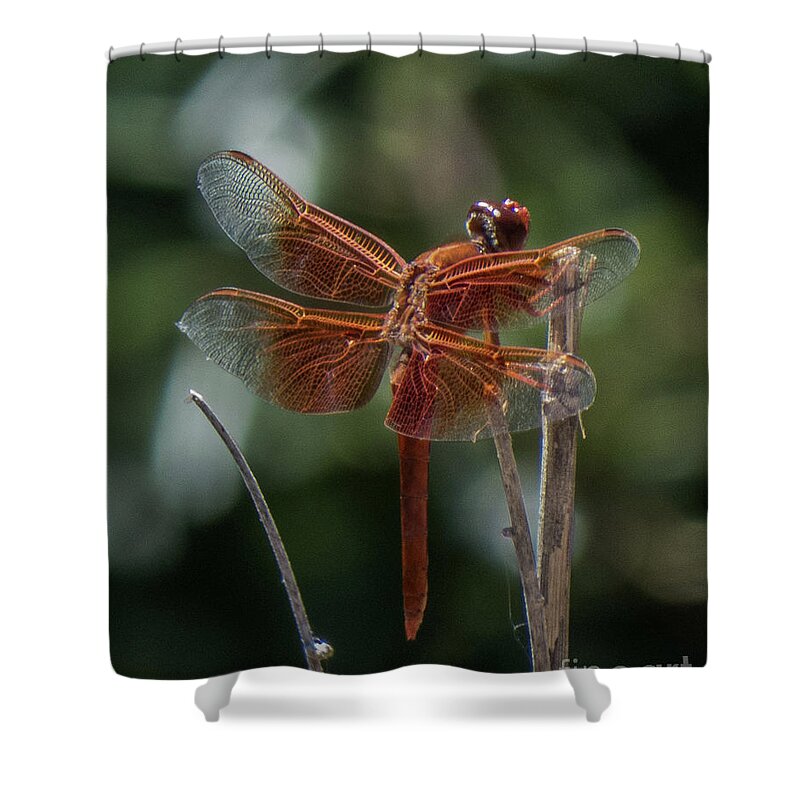 Dragonfly Shower Curtain featuring the photograph Dragonfly 9 by Christy Garavetto