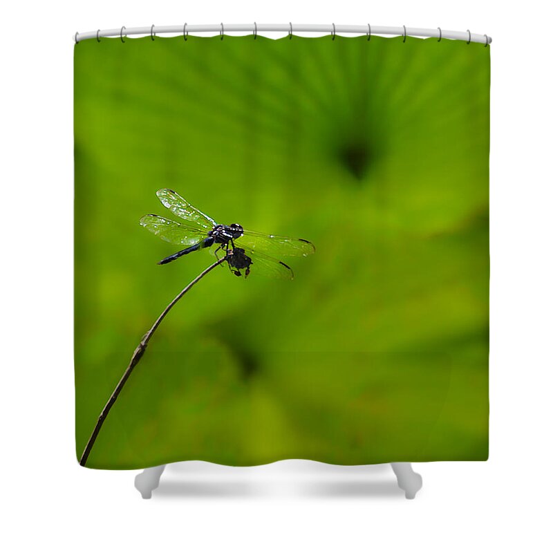Greg Jackson Shower Curtain featuring the photograph Dragonfly Among Lily Pads by Greg Jackson