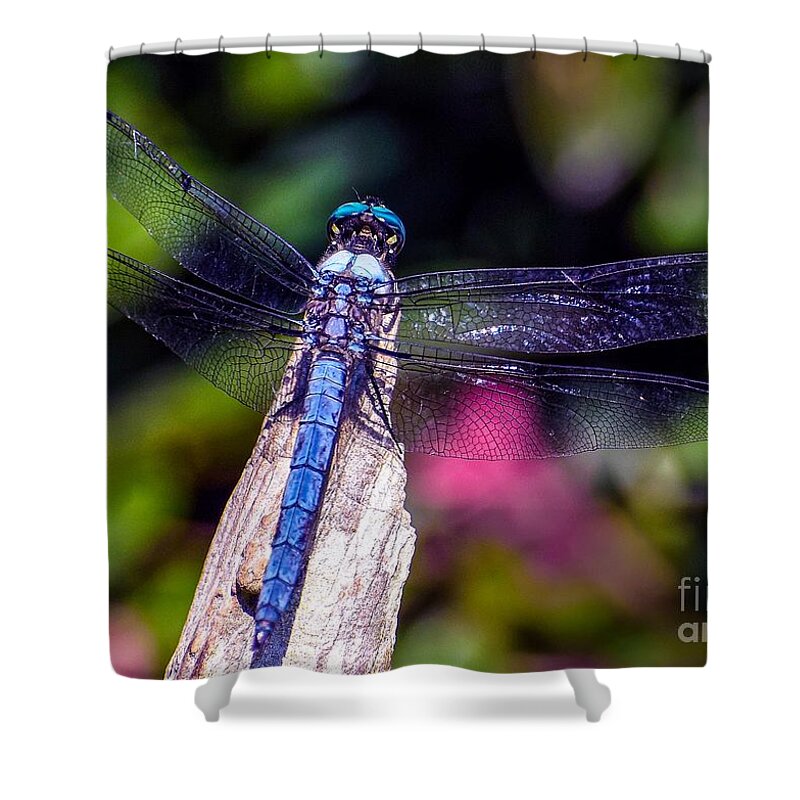 Nature Shower Curtain featuring the photograph Dragonfly by DB Hayes