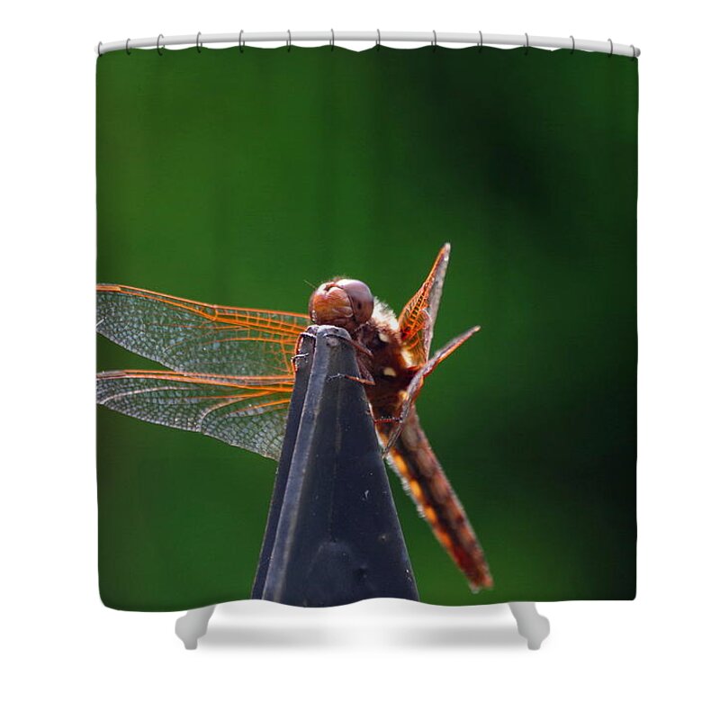 Dragonfly Shower Curtain featuring the photograph Dragonfly Cling by Kat J
