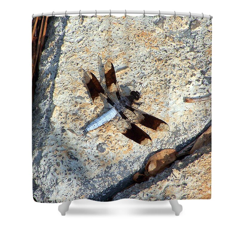 Insects Shower Curtain featuring the photograph Dragonfly Display by Jennifer Robin