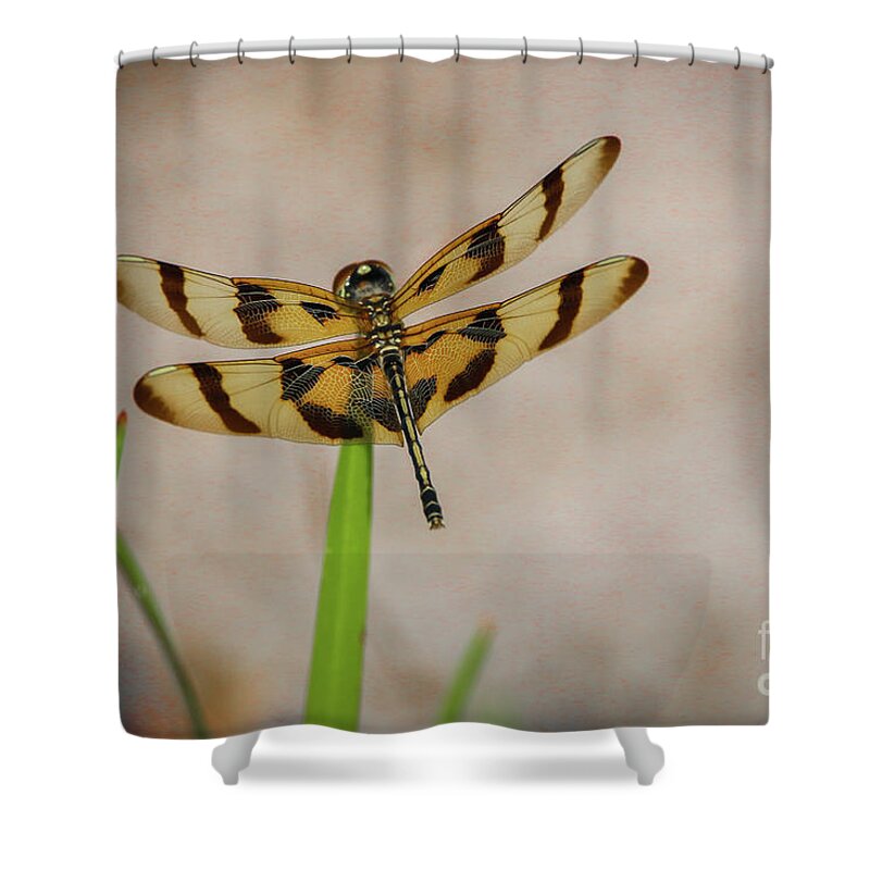 Dragonfly Shower Curtain featuring the photograph Dragonfly on Grass by Tom Claud