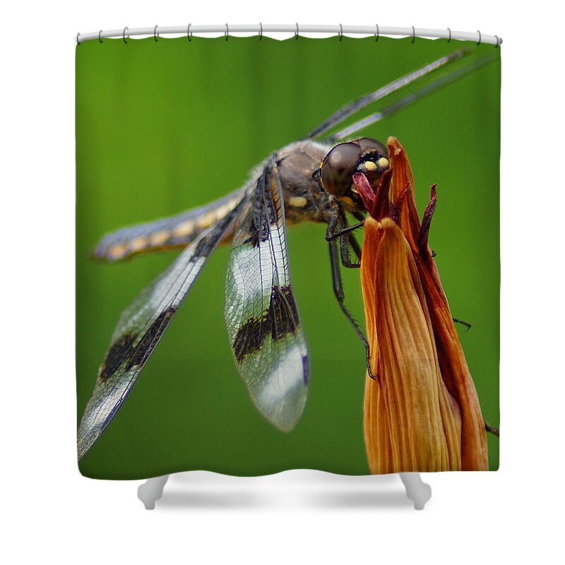 Dragonfly Shower Curtain featuring the photograph Dragonfly Portrait 2 by Ben Upham III