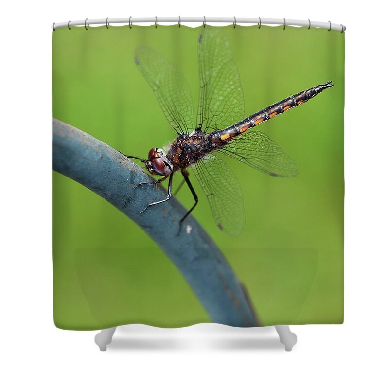 Dragonfly Shower Curtain featuring the photograph Dragonfly Visitor by Cindy Manero