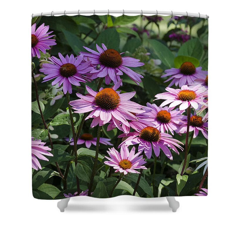 Coneflowers Shower Curtain featuring the photograph Dramatic Coneflowers by Lynn Hansen