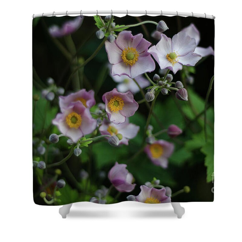 Dreamy Shower Curtain featuring the photograph Dreamy Japanese Anemone by Perry Rodriguez