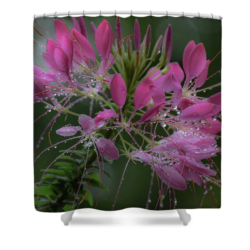 Cleome Shower Curtain featuring the photograph Drenched With Love by Deborah Crew-Johnson
