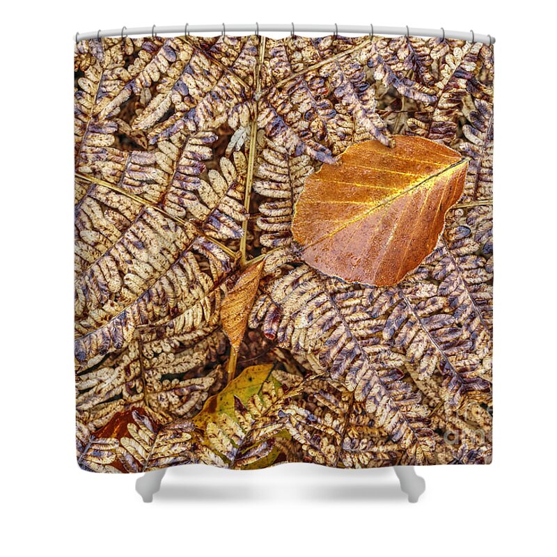 Autumn Shower Curtain featuring the photograph Dried leaf on the fern by Michal Boubin