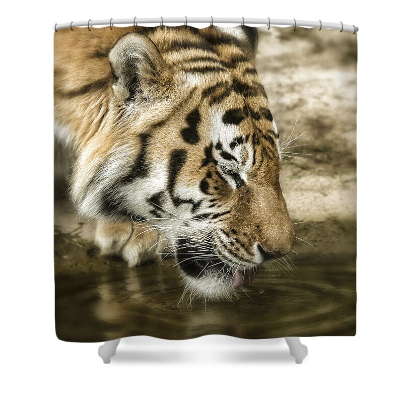Tiger Shower Curtain featuring the photograph Drinking Tiger by Chris Boulton