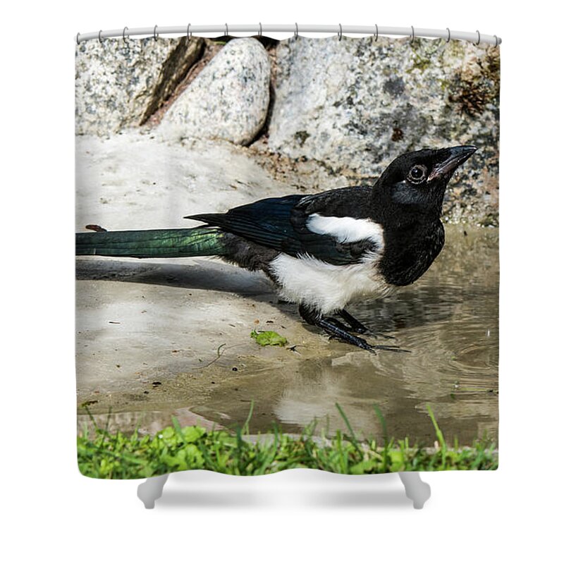 Drinking Magpie Shower Curtain featuring the photograph Drinking by Torbjorn Swenelius