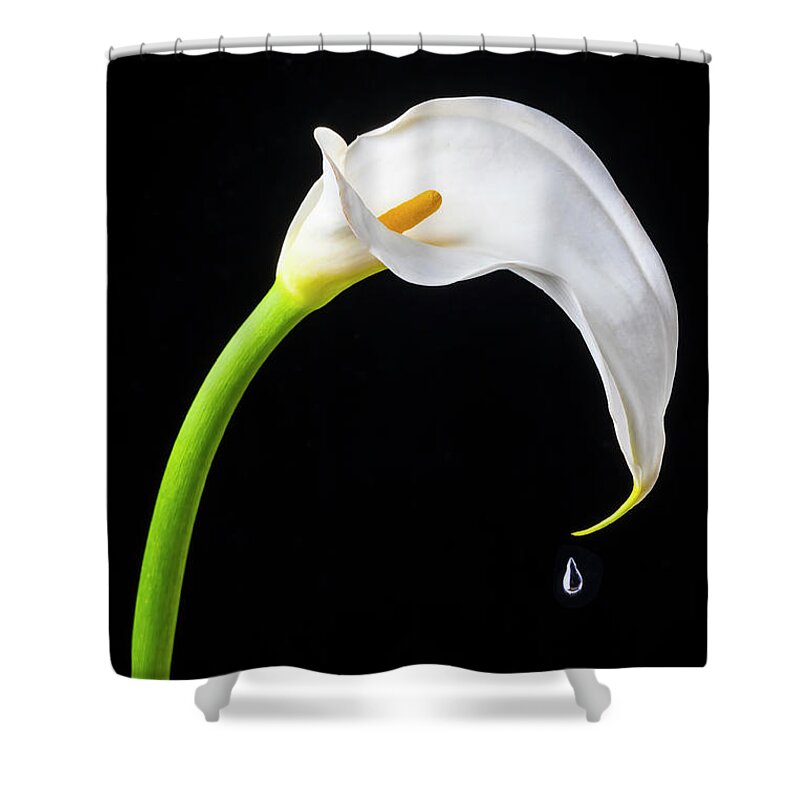 Graphic Shower Curtain featuring the photograph Dripping Calla Lily by Garry Gay