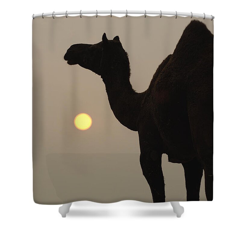 Mp Shower Curtain featuring the photograph Dromedary Camelus Dromedarius by Pete Oxford