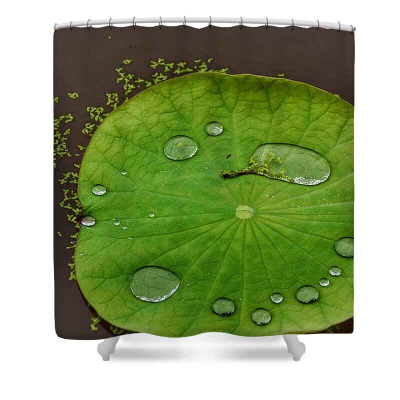 Bees Shower Curtain featuring the photograph Droplets I by Kathi Isserman