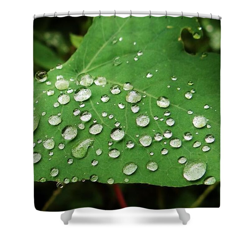 Water Droplets Leaf Mile A Minute Arrow Green Woods Forest Invasive Dew Rain Shower Curtain featuring the photograph Droplets by Steven Shaffer
