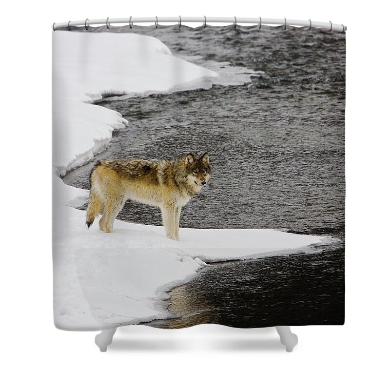 Wolf Shower Curtain featuring the photograph Druid by Soda Butte Creek by Mark Miller