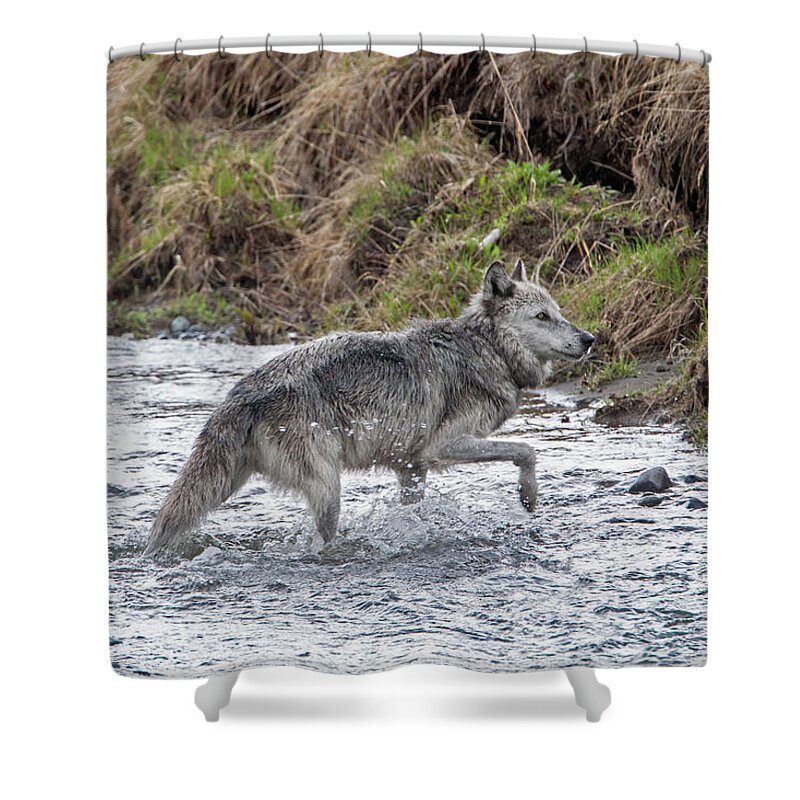 Wolf Shower Curtain featuring the photograph Druid Wolf 21M in Soda Butte Creek by Mark Miller