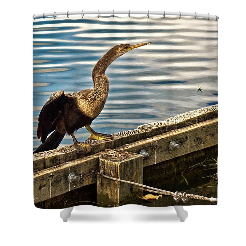 Anhinga Shower Curtain featuring the photograph Drying Out by Christopher Holmes