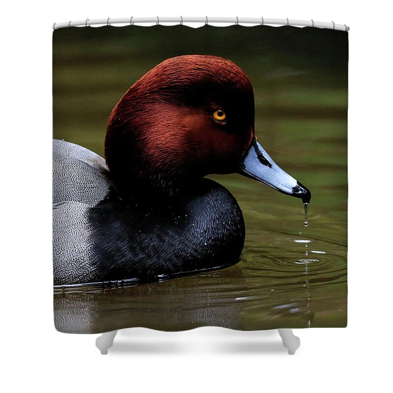 Red Head Duck Shower Curtain featuring the photograph Duck Drip by Steve McKinzie