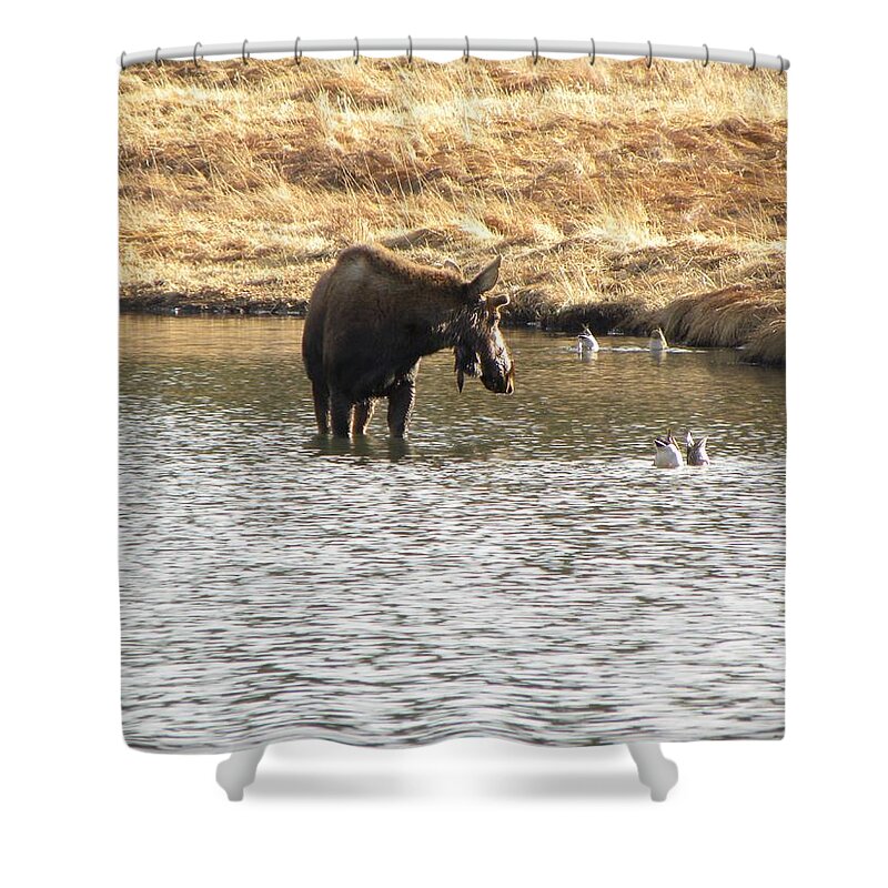 Animal Shower Curtain featuring the photograph Ducks - Moose Rollinsville CO by Margarethe Binkley