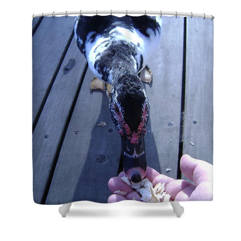 Duck Shower Curtain featuring the photograph Duck Eating From My Hand by Moshe Harboun