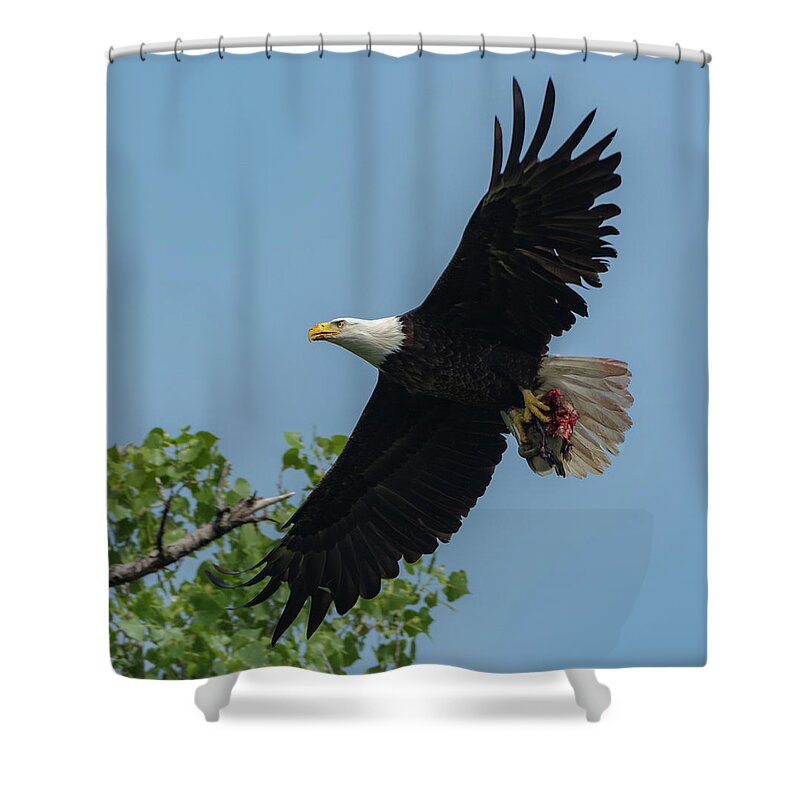 Adult Bald Eagle Shower Curtain featuring the photograph Duck for Lunch by Michael Hall