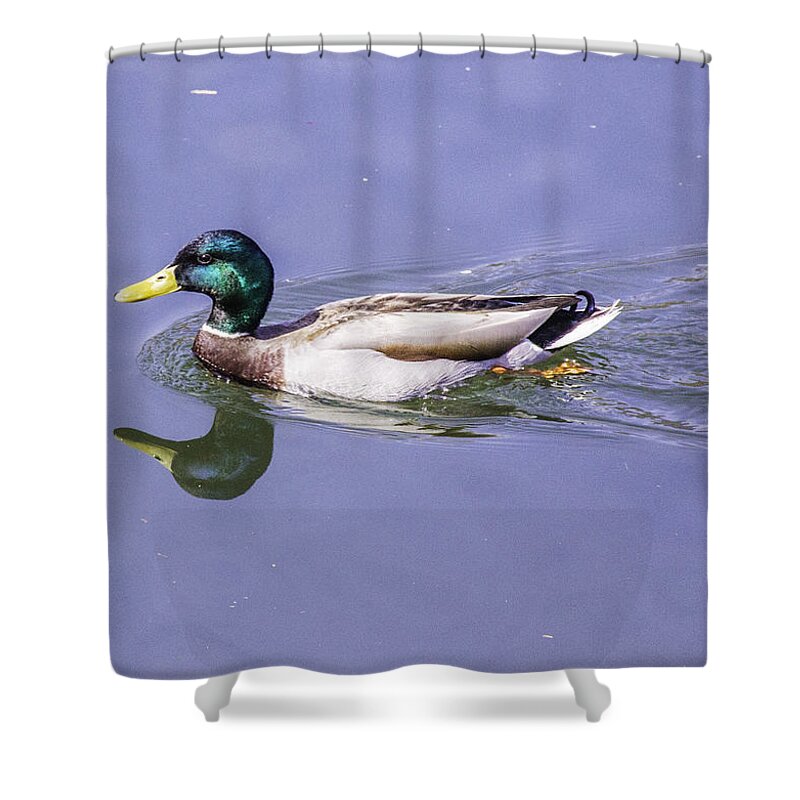Duck Shower Curtain featuring the photograph Duck on the Move by Allen Nice-Webb