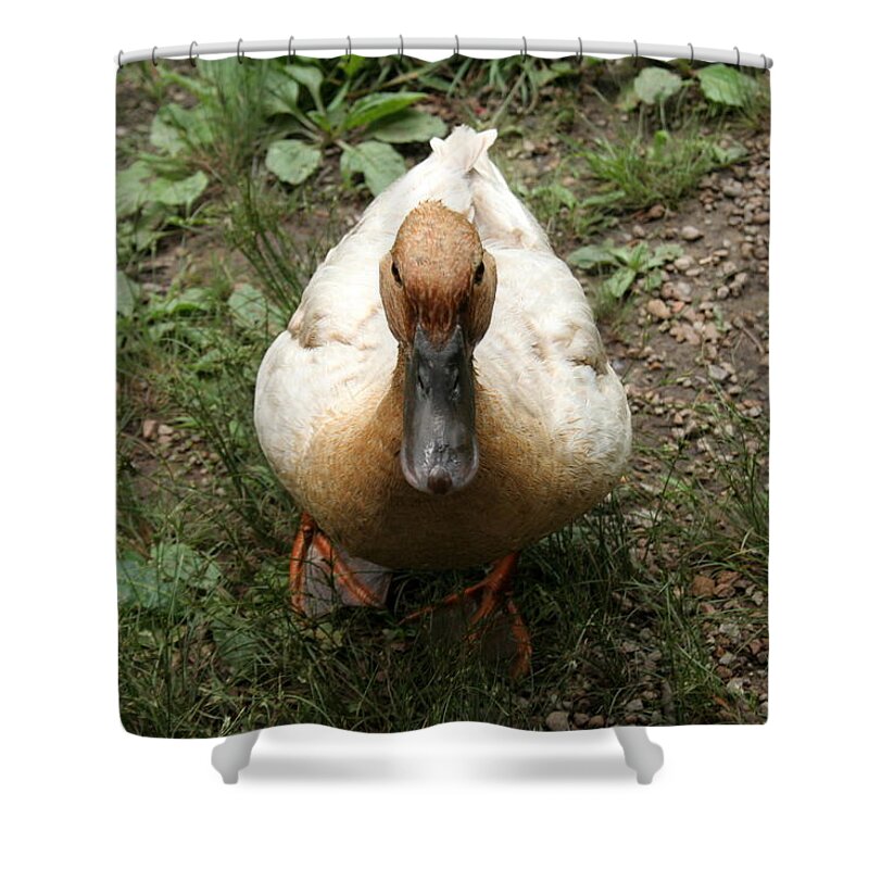 Duck Shower Curtain featuring the photograph Duck waiting for a treat by Valerie Collins